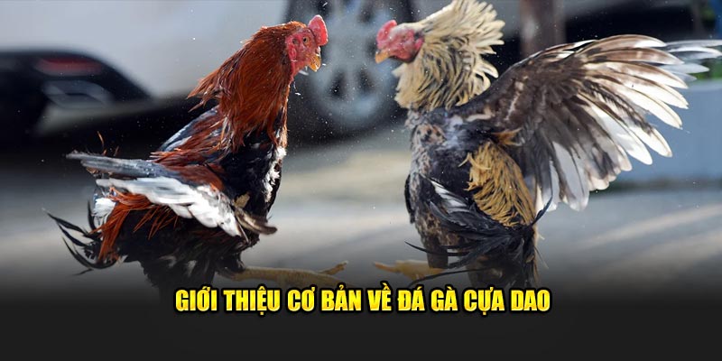 Giới thiệu đá gà cựa dao